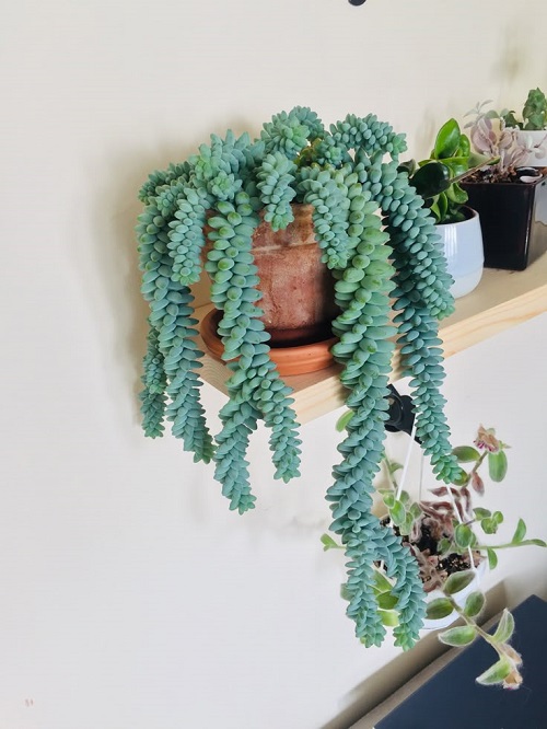 Style Burro’s Tail 3