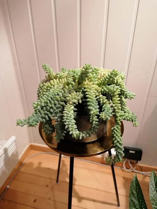 Style Burro’s Tail 4