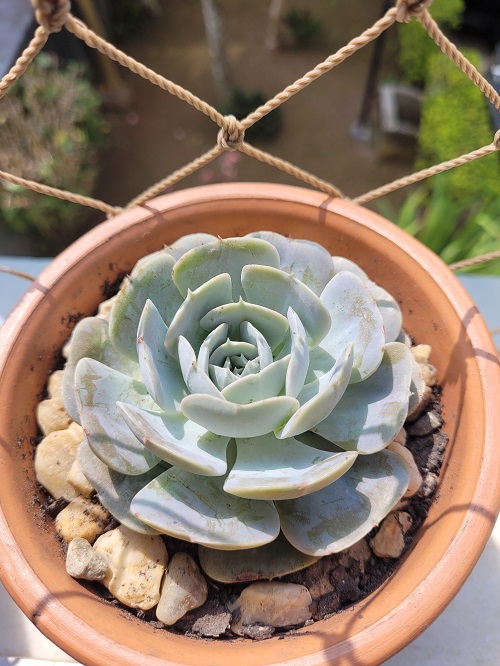 succulents Lots of Light!