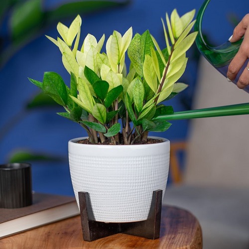 ZZ Plant Grow More Stems 3