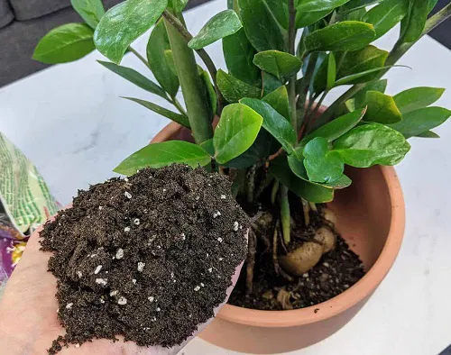 ZZ Plant Grow More Stems 8