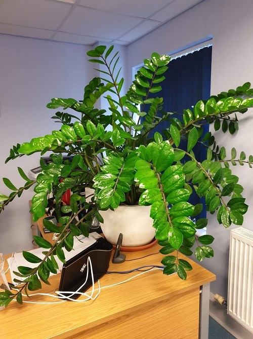 ZZ Plant Grow More Stems 2