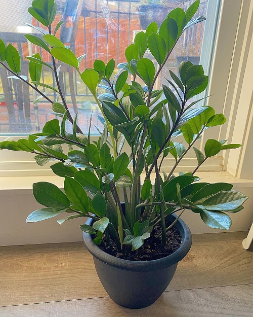 ZZ Plant Grow More Stems 2