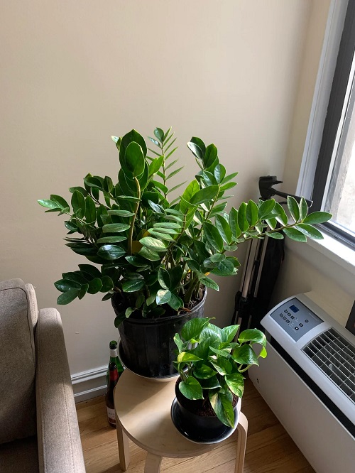 ZZ Plant Grow More Stems 4