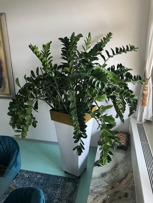 ZZ Plant Grow More Stems 4