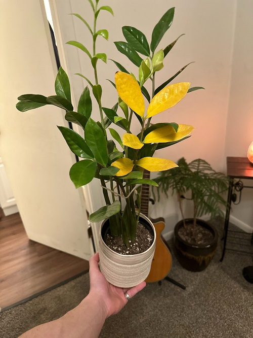 ZZ Plant Grow More Stems 7