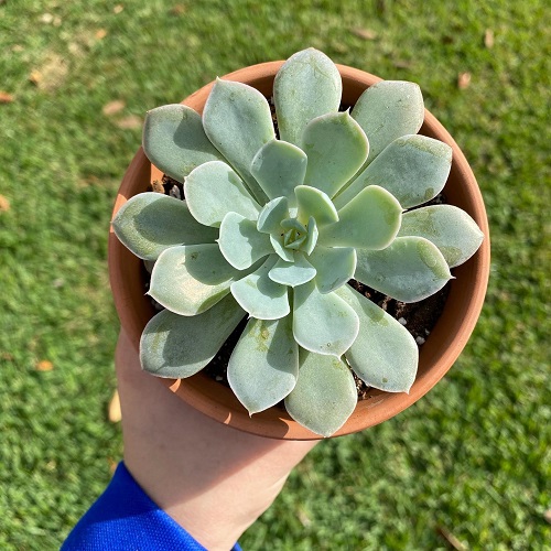 Succulents That Grow Faster in Shallow Containers 1