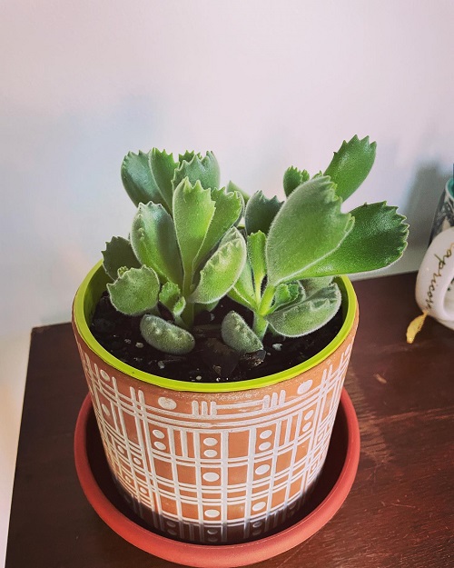 Top Succulents That Can Survive Indoors 13