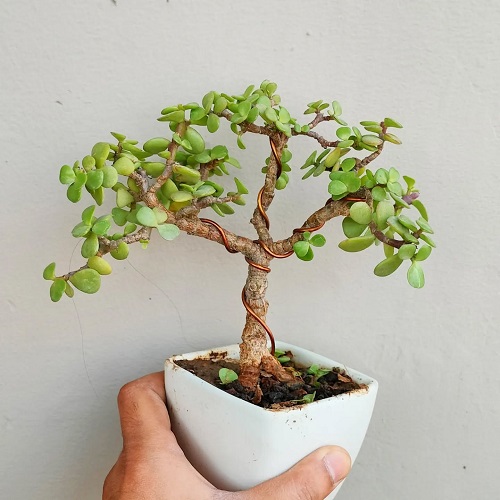 Best Pruning Tricks to Shape a Jade Bonsai Naturally 8