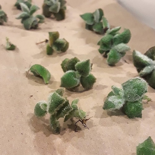 Steps to Divide Elephant's Ear Tubers for More Plants 3