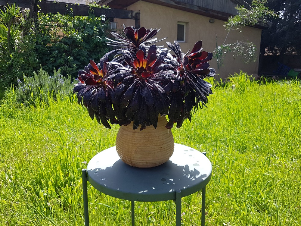 Best Spots to Place Black Rose Succulent 1