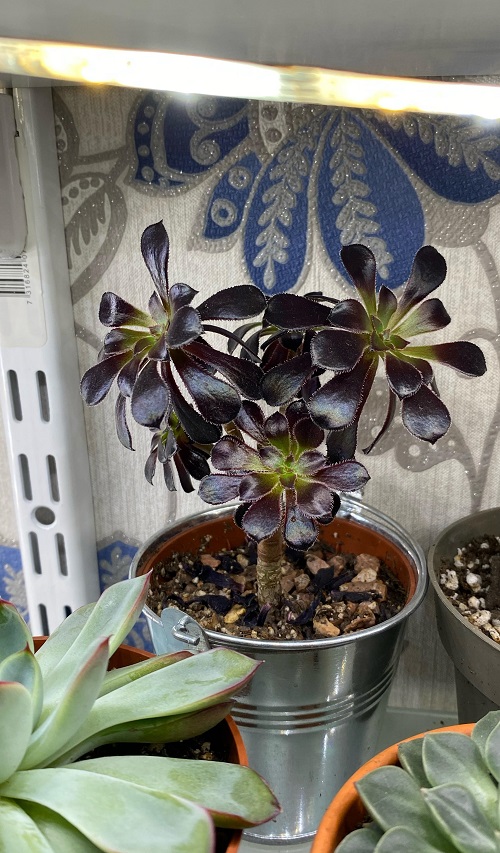 Best Spots to Place Black Rose Succulent 4