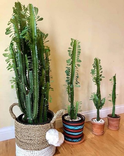 Top Succulents That Can Survive Indoors 11
