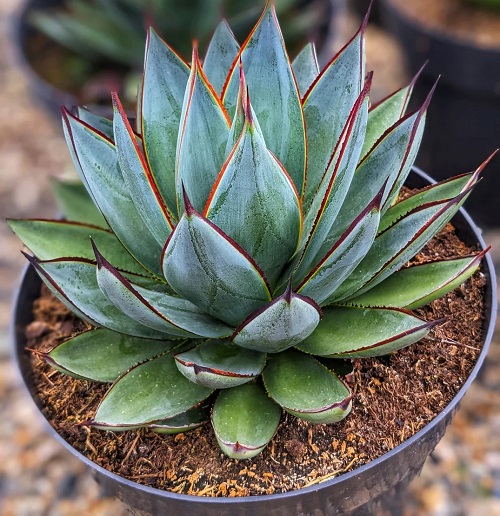 beautiful Spiky Succulents 1