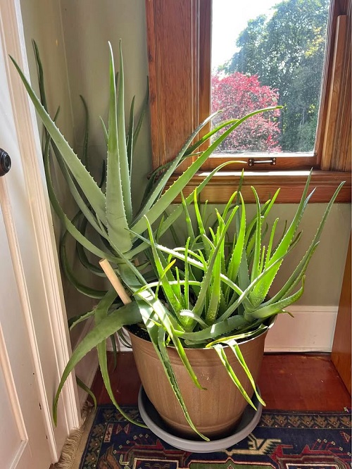 Best Succulents to Grow at Home 2