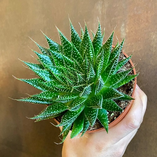 Best Succulents According to Zodiac Signs 7