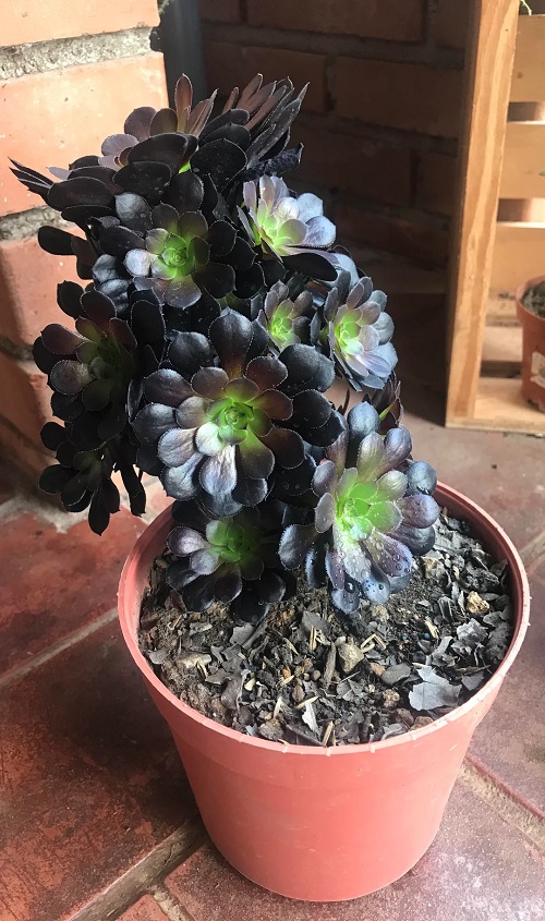 Black Rose Succulent Not Growing 3
