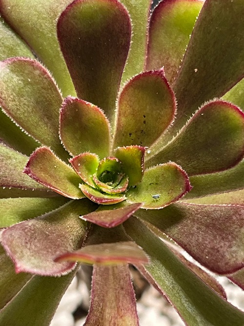 Black Rose Succulent pest infection