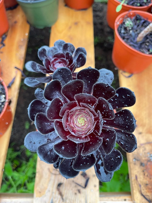 Black Rose Succulent watering