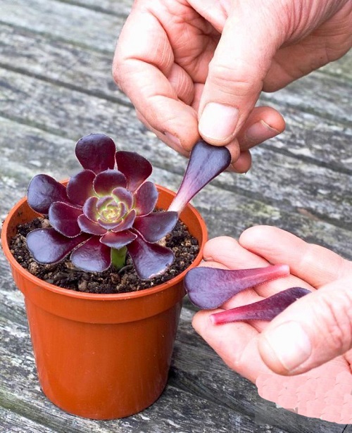 Black Rose Succulent pruning