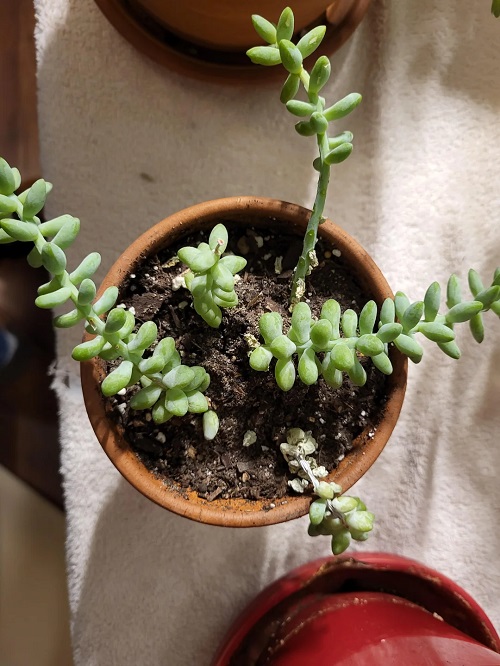 Burro’s Tail repot