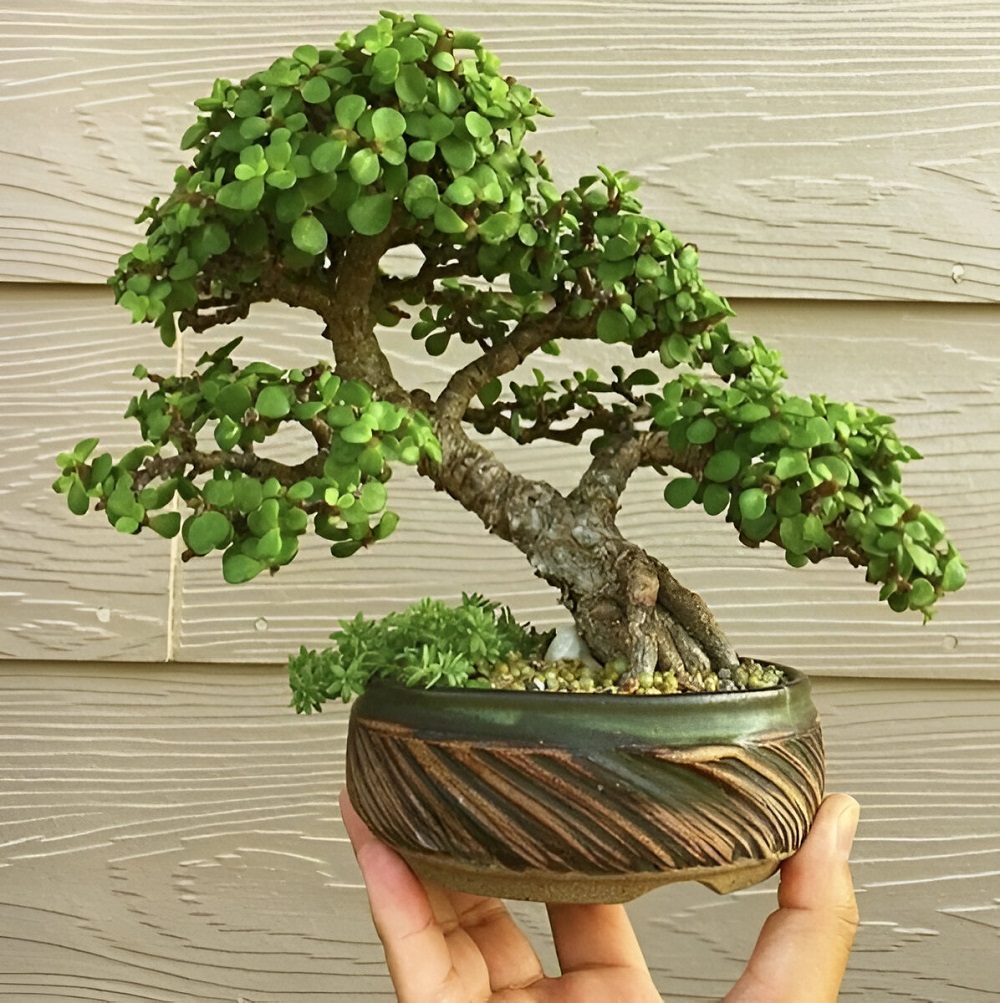 Best Pruning Tricks to Shape a Jade Bonsai Naturally 1