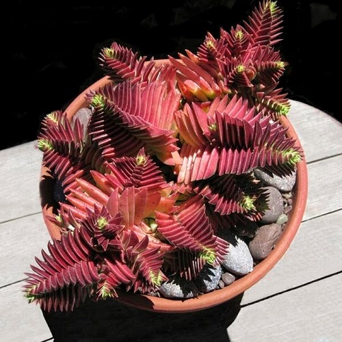 Best Succulents According to Zodiac Signs 6