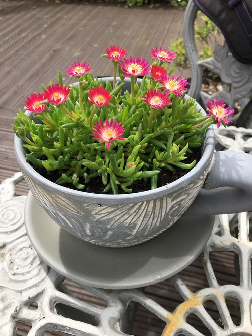 Succulents That Grow Faster in Shallow Containers 8
