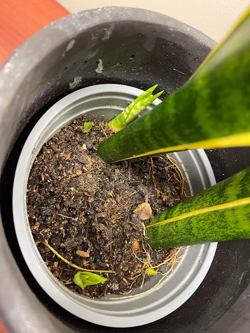 Dividing he snake plant