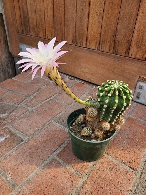 Cacti With the Biggest Spines 7