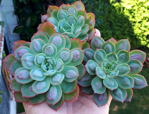 Best Succulents According to Zodiac Signs 11