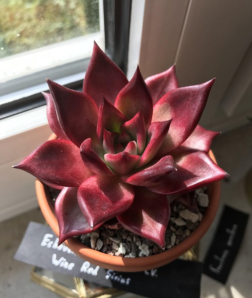 Best Succulents According to Zodiac Signs 1