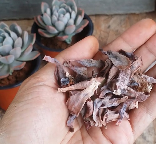 Echeveria dried leaves remove