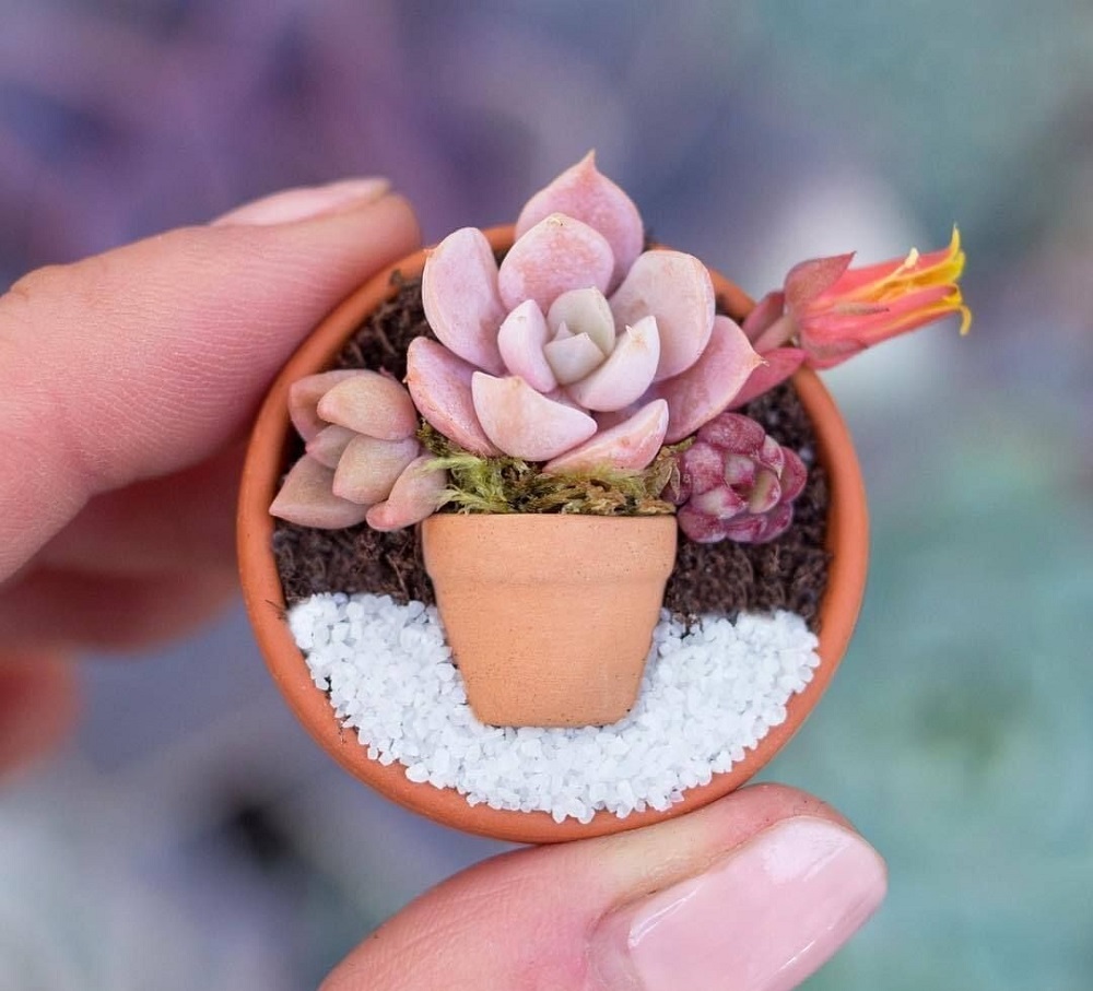 Grow Echeveria in a Tiny Pot 1