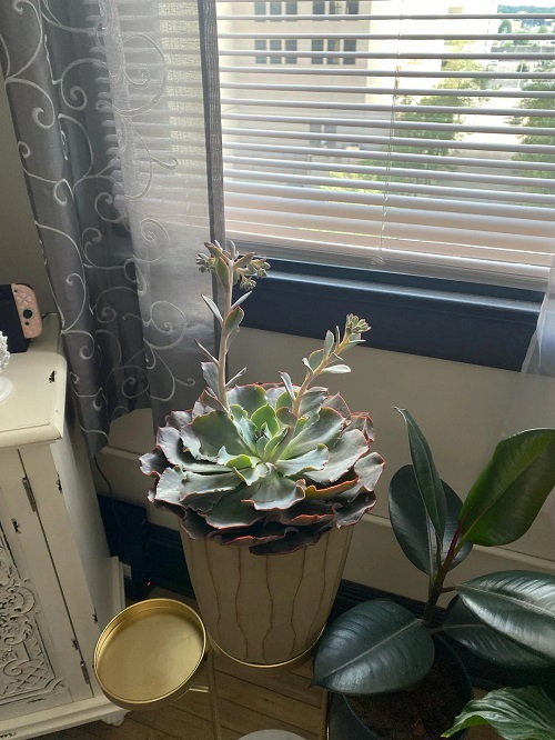 Succulents That Do Best in Corner Tables 3