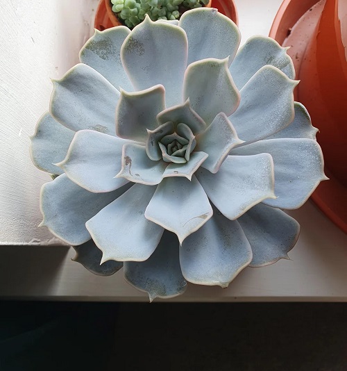 Top Succulents That Can Survive Indoors 5