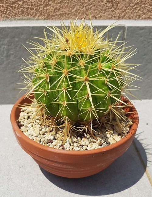 Cacti With the Biggest Spines 2