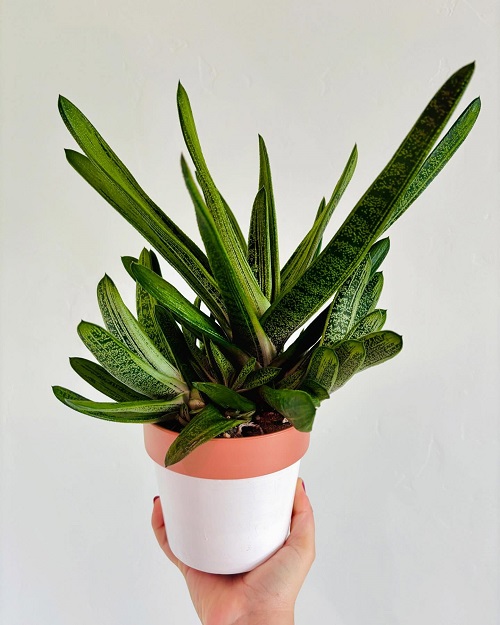 Top Succulents That Can Survive Indoors 9