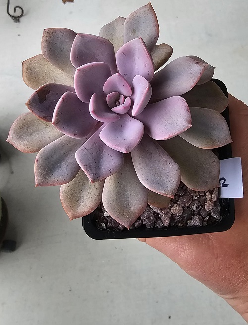 Best Succulents According to Zodiac Signs 14