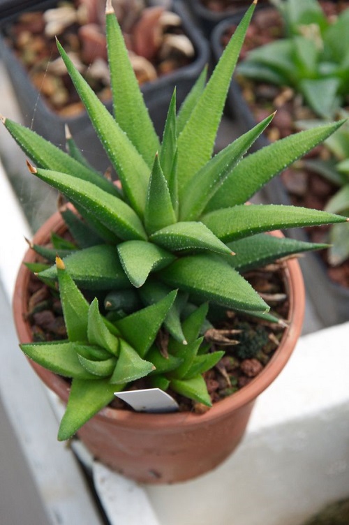 Succulents for Good Luck 4