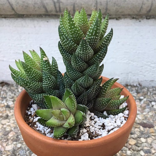 Encourage haworthia for fuller growth 7