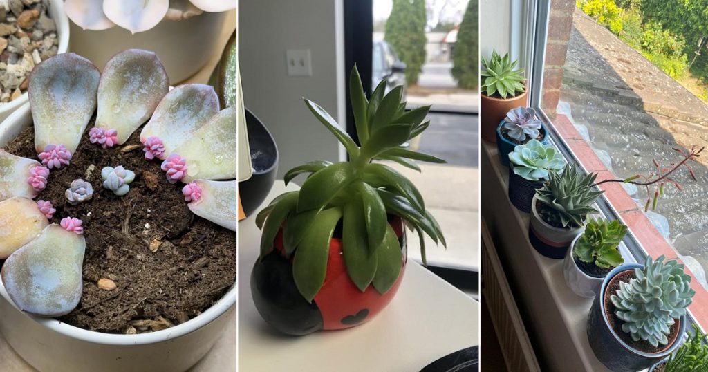 How to Fix Leggy Succulents without Repotting? In Simple Ways ...