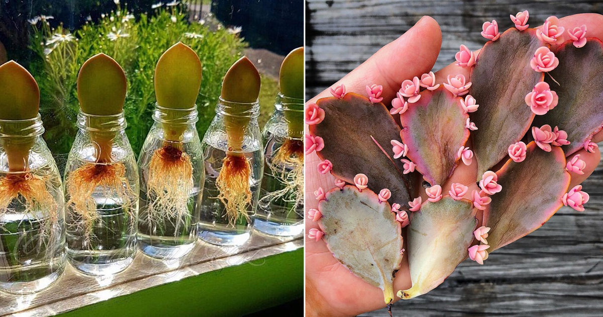How to Propagate Succulent Leaves Fast Without Soil? Find Out Here ...