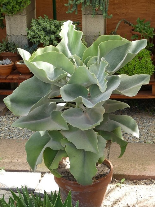 Steps to Divide Elephant's Ear Tubers for More Plants 2