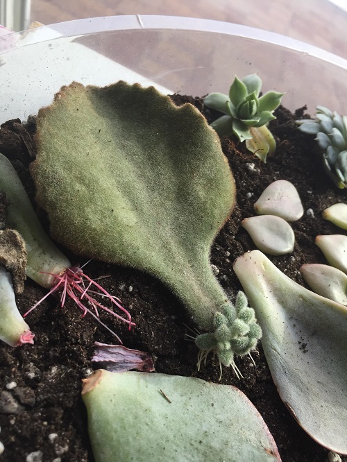 Steps to Divide Elephant's Ear Tubers for More Plants 6