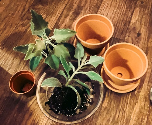Steps to Divide Elephant's Ear Tubers for More Plants 5