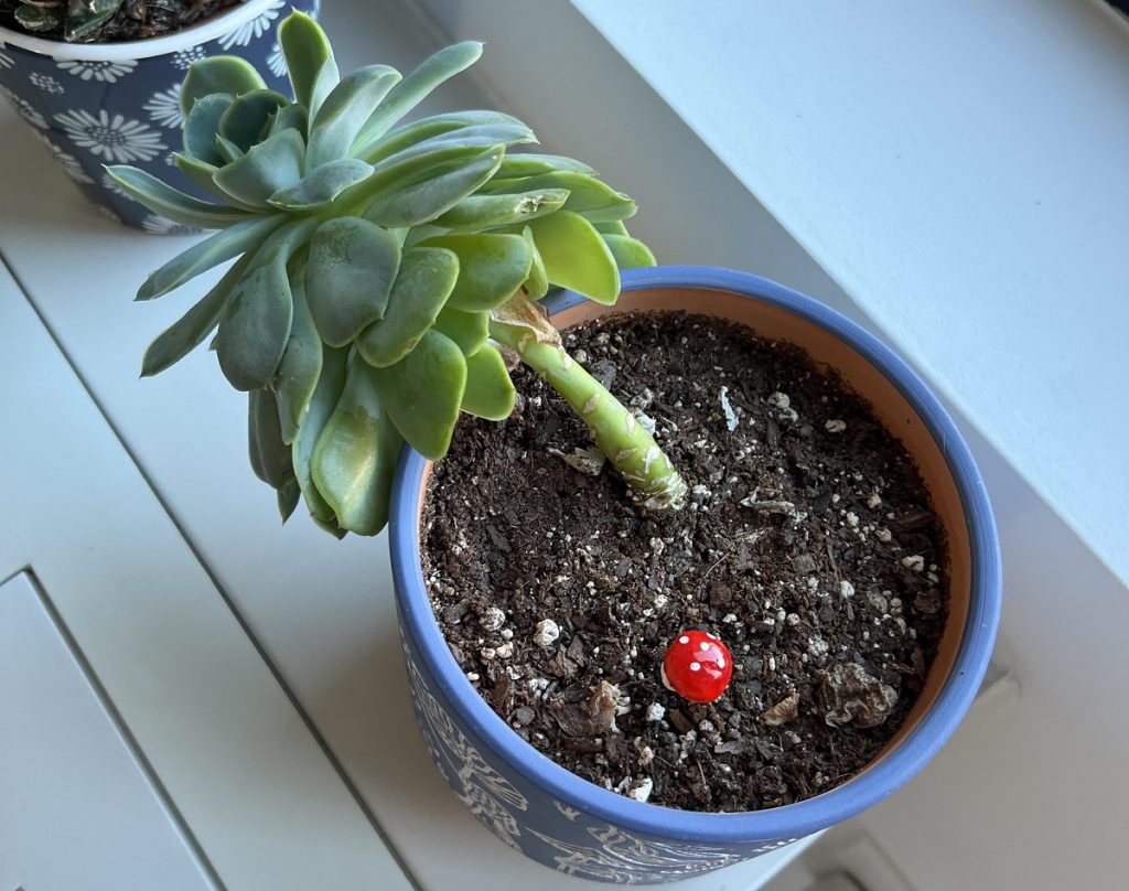 Fix Leggy Echeveria 1