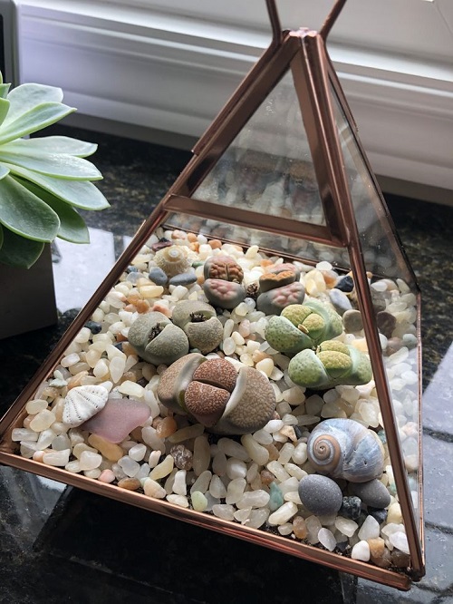 Succulents That Can Grow Inside a Closed Jar 5