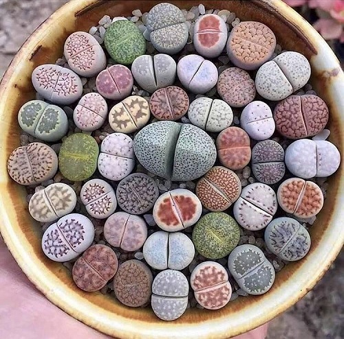 Best Succulents According to Zodiac Signs 13