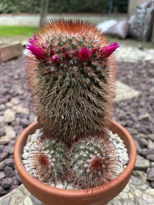 Cacti With the Biggest Spines 6